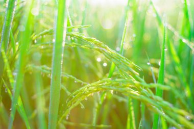 Sabahleyin tarlada bir pirinç tanesine çiy damlası düşer. Yumuşak odaklanma..