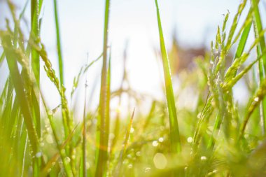 Sabahleyin tarlada bir pirinç tanesine çiy damlası düşer. Yumuşak odaklanma..