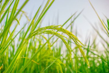 Sabahleyin tarlada bir pirinç tanesine çiy damlası düşer. Yumuşak odaklanma..