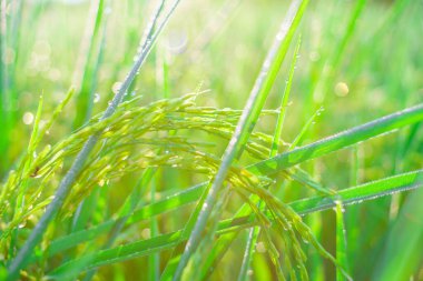 Sabahleyin tarlada bir pirinç tanesine çiy damlası düşer. Yumuşak odaklanma..