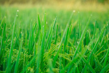 Sabahleyin tarlada bir pirinç tanesine çiy damlası düşer. Yumuşak odaklanma..