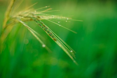 Sabahleyin tarlada bir pirinç tanesine çiy damlası düşer. Yumuşak odaklanma..
