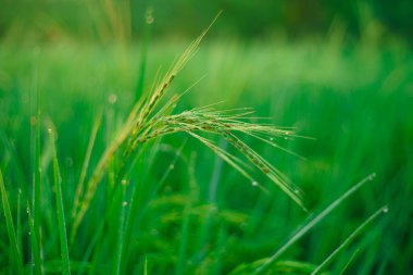 Sabahleyin tarlada bir pirinç tanesine çiy damlası düşer. Yumuşak odaklanma..