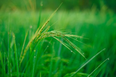 Sabahleyin tarlada bir pirinç tanesine çiy damlası düşer. Yumuşak odaklanma..