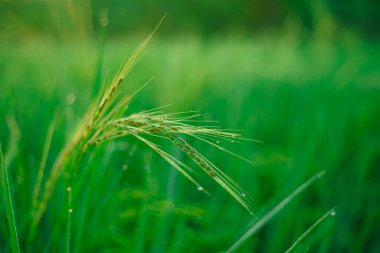 Sabahleyin tarlada bir pirinç tanesine çiy damlası düşer. Yumuşak odaklanma..
