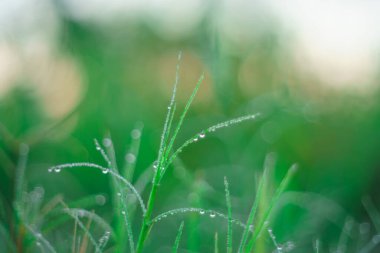 Sabahleyin tarlada bir pirinç tanesine çiy damlası düşer. Yumuşak odaklanma..