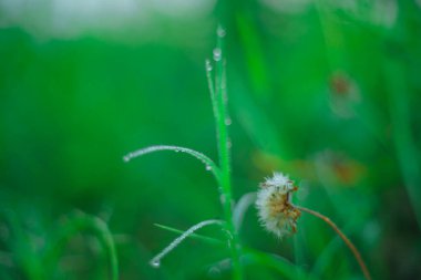 Sabahleyin tarlada bir pirinç tanesine çiy damlası düşer. Yumuşak odaklanma..
