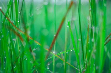 Sabahleyin tarlada bir pirinç tanesine çiy damlası düşer. Yumuşak odaklanma..