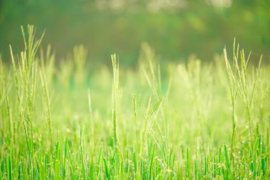 Sabahleyin tarlada bir pirinç tanesine çiy damlası düşer. Yumuşak odaklanma..