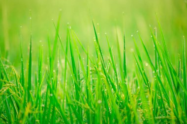 Sabahleyin tarlada bir pirinç tanesine çiy damlası düşer. Yumuşak odaklanma..