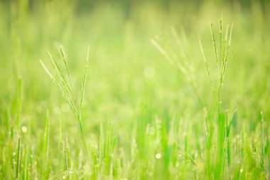 Sabahleyin tarlada bir pirinç tanesine çiy damlası düşer. Yumuşak odaklanma..