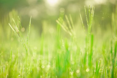 Sabahleyin tarlada bir pirinç tanesine çiy damlası düşer. Yumuşak odaklanma..