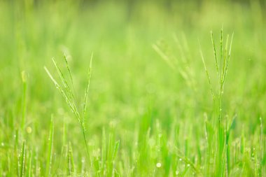 Sabahleyin tarlada bir pirinç tanesine çiy damlası düşer. Yumuşak odaklanma..