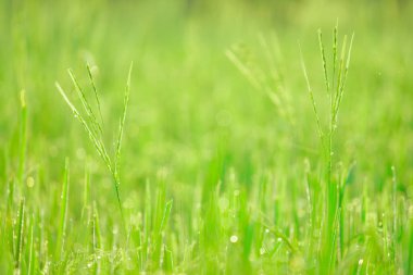 Sabahleyin tarlada bir pirinç tanesine çiy damlası düşer. Yumuşak odaklanma..