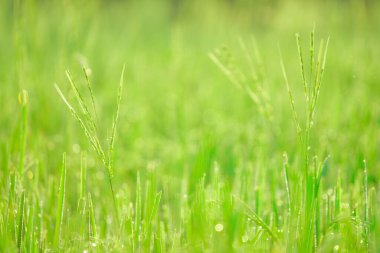 Sabahleyin tarlada bir pirinç tanesine çiy damlası düşer. Yumuşak odaklanma..