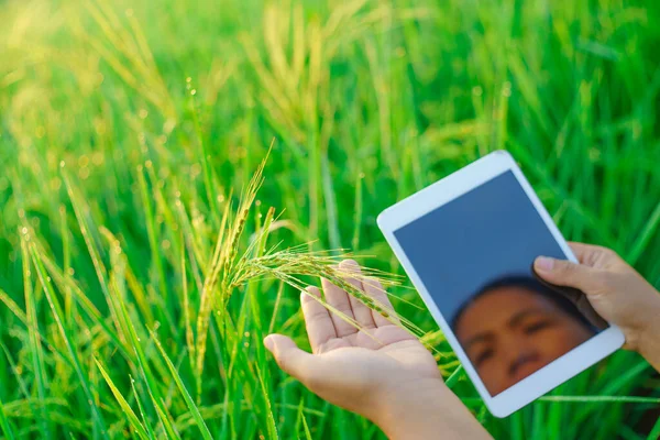 Sheaves of rice in the hands of a female farmer, a Female agronomist farmer with a digital tablet computer, Bokeh of dew drops on a grain of rice in a field in the morning. soft focus.