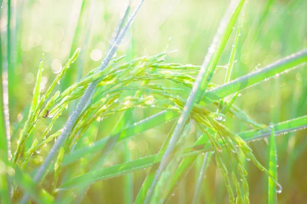 Bokeh Rocío Cae Grano Arroz Campo Por Mañana Enfoque Suave —  Fotos de Stock