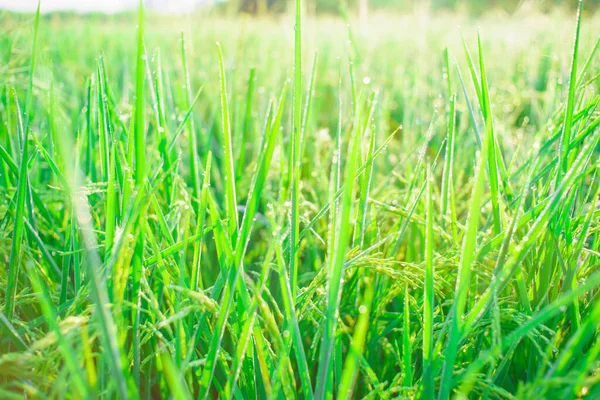 Bokeh Von Tautropfen Auf Einem Reiskorn Einem Feld Morgen Weicher — Stockfoto