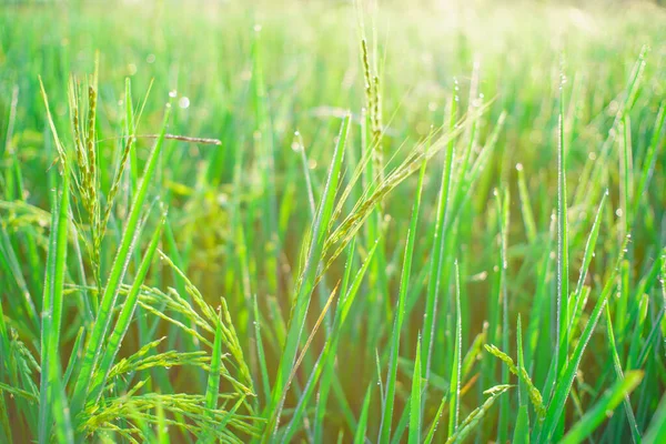 Bokeh Rocío Cae Grano Arroz Campo Por Mañana Enfoque Suave — Foto de Stock