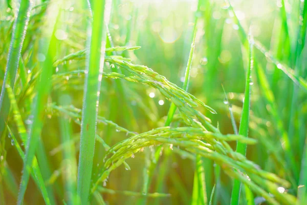 Bokeh Gotas Orvalho Grão Arroz Campo Manhã Foco Suave — Fotografia de Stock