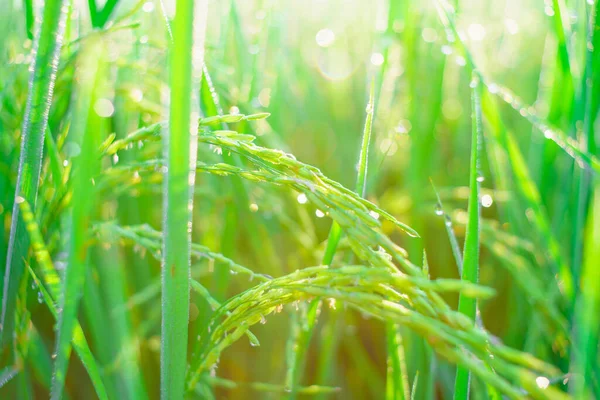 Bokeh Rocío Cae Grano Arroz Campo Por Mañana Enfoque Suave —  Fotos de Stock