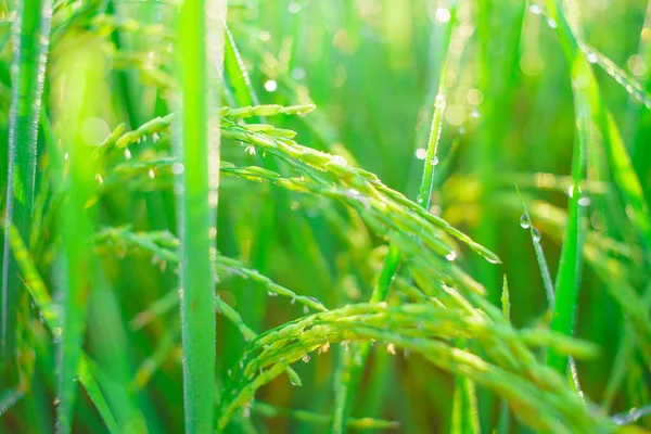 Bokeh Gotas Orvalho Grão Arroz Campo Manhã Foco Suave — Fotografia de Stock