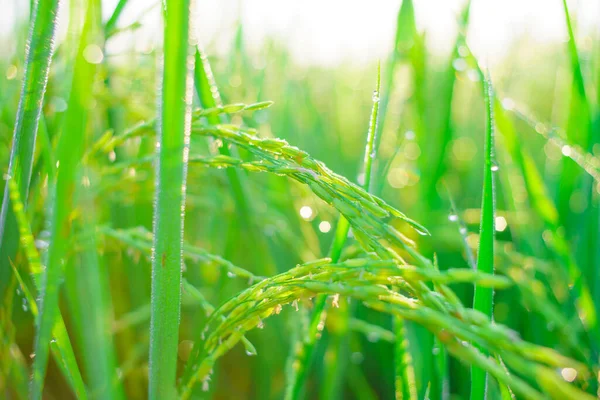 Bokeh Gotas Orvalho Grão Arroz Campo Manhã Foco Suave — Fotografia de Stock