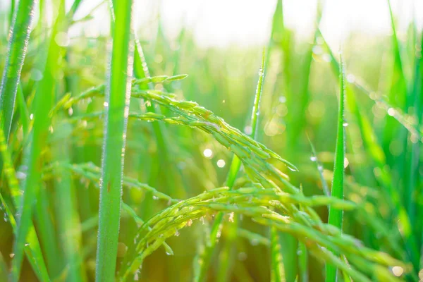 Bokeh Gotas Orvalho Grão Arroz Campo Manhã Foco Suave — Fotografia de Stock