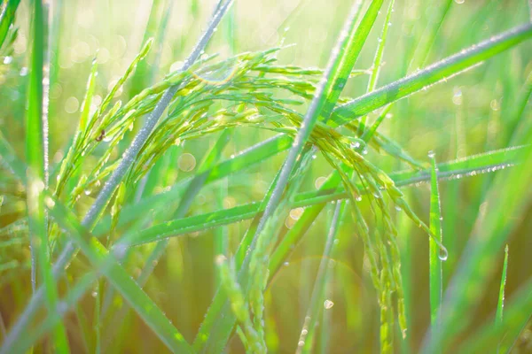 Bokeh Rosy Krople Ziarnie Ryżu Polu Rano Soft Ostrości — Zdjęcie stockowe