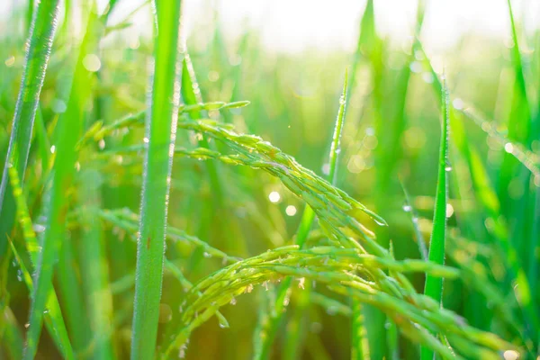 Bokeh Gotas Orvalho Grão Arroz Campo Manhã Foco Suave — Fotografia de Stock