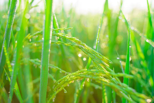 Bokeh Gotas Orvalho Grão Arroz Campo Manhã Foco Suave — Fotografia de Stock