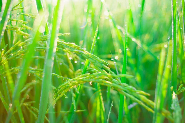 Bokeh Gotas Orvalho Grão Arroz Campo Manhã Foco Suave — Fotografia de Stock