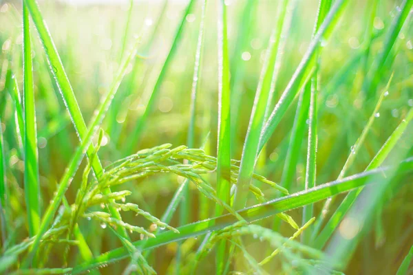 Bokeh Rosy Krople Ziarnie Ryżu Polu Rano Soft Ostrości — Zdjęcie stockowe