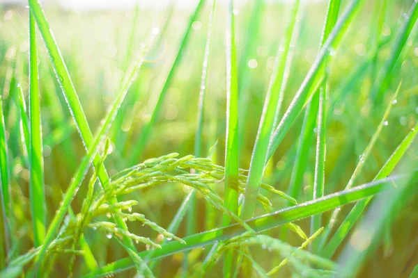 Bokeh Gotas Orvalho Grão Arroz Campo Manhã Foco Suave — Fotografia de Stock