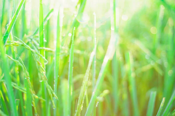 Bokeh Rocío Cae Grano Arroz Campo Por Mañana Enfoque Suave — Foto de Stock