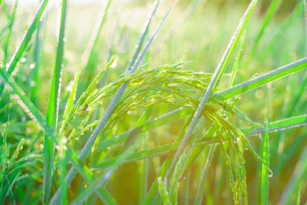 Bokeh Rocío Cae Grano Arroz Campo Por Mañana Enfoque Suave — Foto de Stock