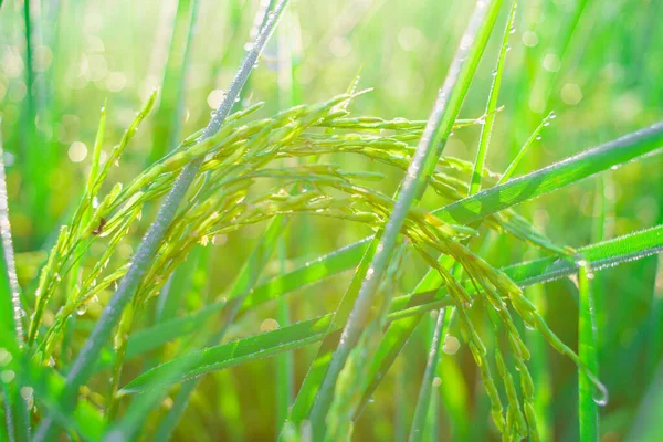 Bokeh Gotas Orvalho Grão Arroz Campo Manhã Foco Suave — Fotografia de Stock