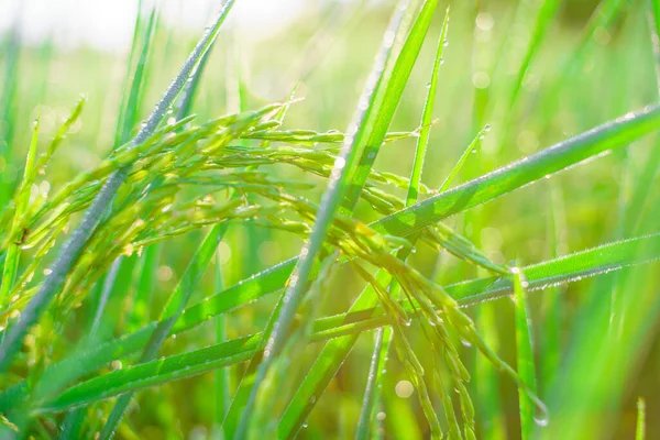 Bokeh Rosy Krople Ziarnie Ryżu Polu Rano Soft Ostrości — Zdjęcie stockowe