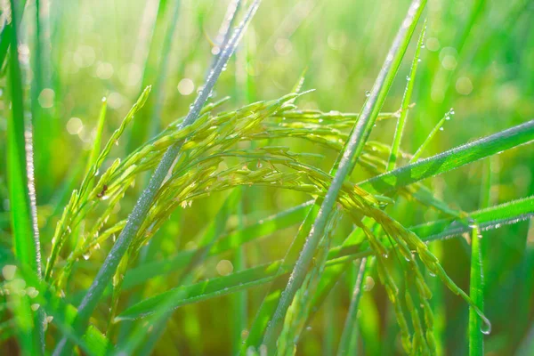 Bokeh Gotas Orvalho Grão Arroz Campo Manhã Foco Suave — Fotografia de Stock