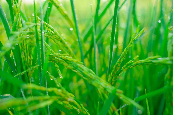 Bokeh Rosy Krople Ziarnie Ryżu Polu Rano Soft Ostrości — Zdjęcie stockowe