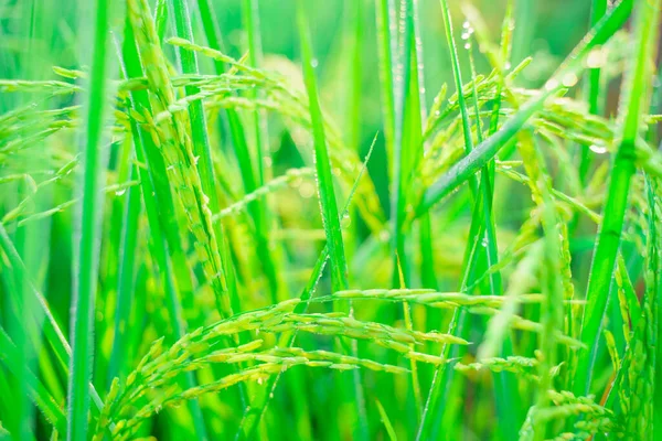 Bokeh Gotas Orvalho Grão Arroz Campo Manhã Foco Suave — Fotografia de Stock