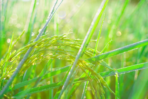 Bokeh Rosy Krople Ziarnie Ryżu Polu Rano Soft Ostrości — Zdjęcie stockowe