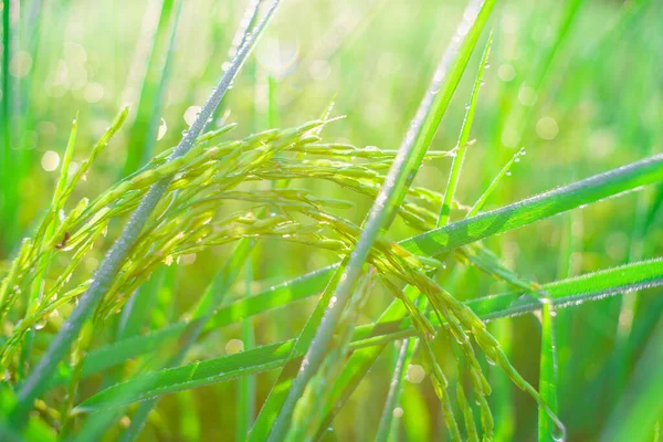 Bokeh Rosy Krople Ziarnie Ryżu Polu Rano Soft Ostrości — Zdjęcie stockowe