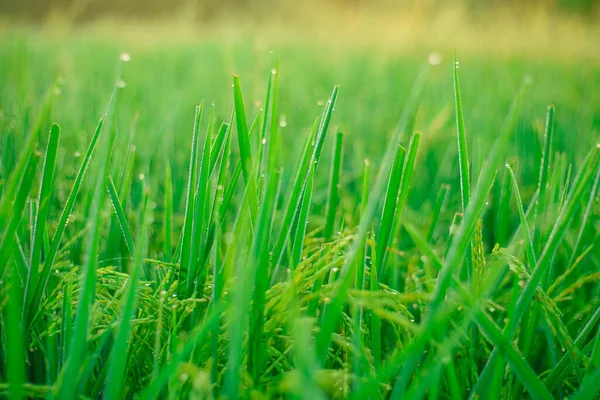 Bokeh Rocío Cae Grano Arroz Campo Por Mañana Enfoque Suave —  Fotos de Stock