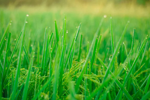 Bokeh Rocío Cae Grano Arroz Campo Por Mañana Enfoque Suave —  Fotos de Stock