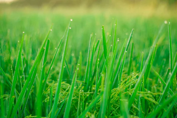 Bokeh Rugiada Cade Chicco Riso Campo Mattina — Foto Stock