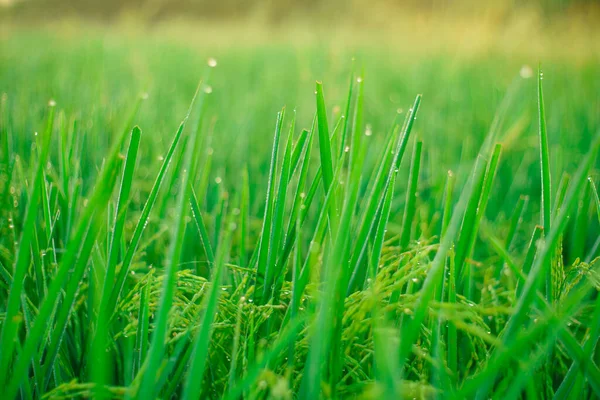 Bokeh Rocío Cae Grano Arroz Campo Por Mañana Enfoque Suave —  Fotos de Stock