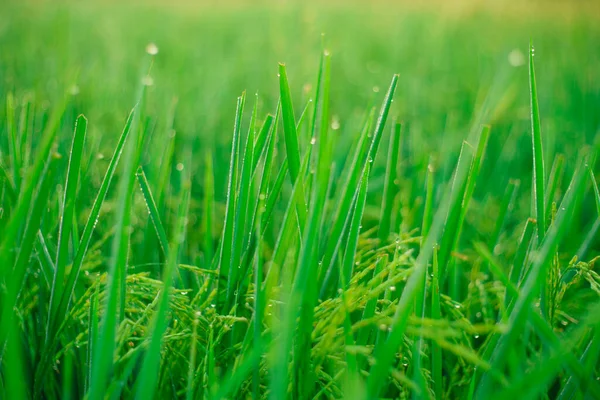 Bokeh Van Dauw Druppels Een Korrel Rijst Een Veld Ochtend — Stockfoto