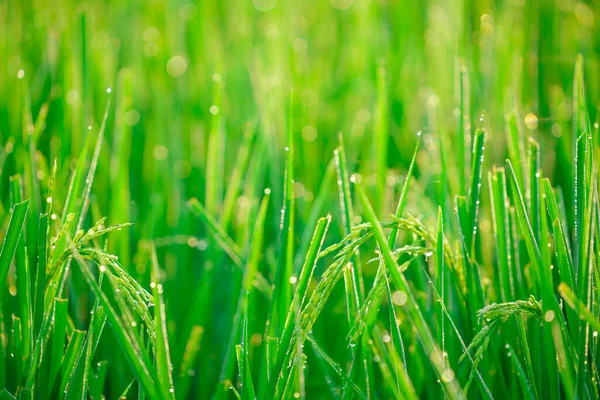 Bokeh Van Dauw Druppels Een Korrel Rijst Een Veld Ochtend — Stockfoto