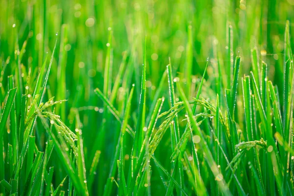 Bokeh Gotas Orvalho Grão Arroz Campo Manhã Foco Suave — Fotografia de Stock